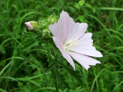 20140726Malva_alcea photo