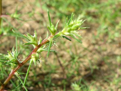 20140810Salsola_tragus3