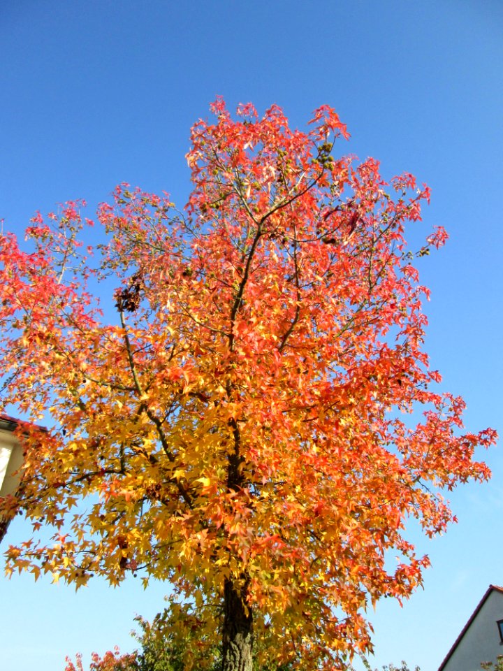 20141101Liquidambar_styraciflua