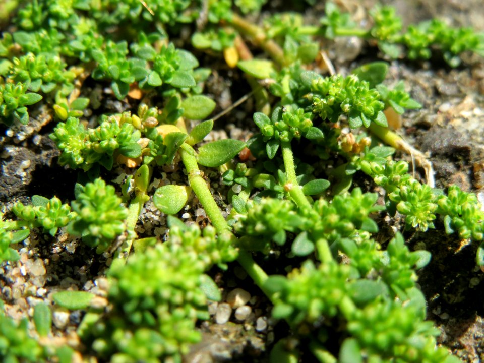20140812Herniaria_glabra2