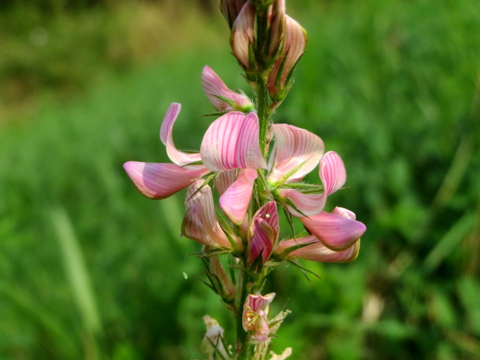20140727Onobrychis_viciifolia2