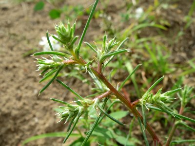 20140810Salsola_tragus1