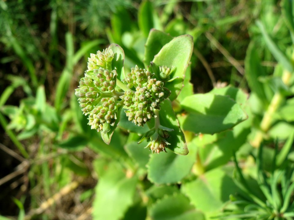 20140811Hylotelephium_telephium09