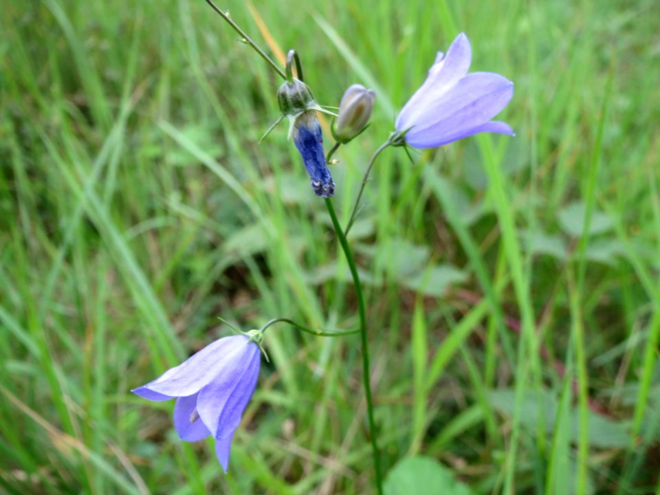 20140810Campanula_rotundifolia2
