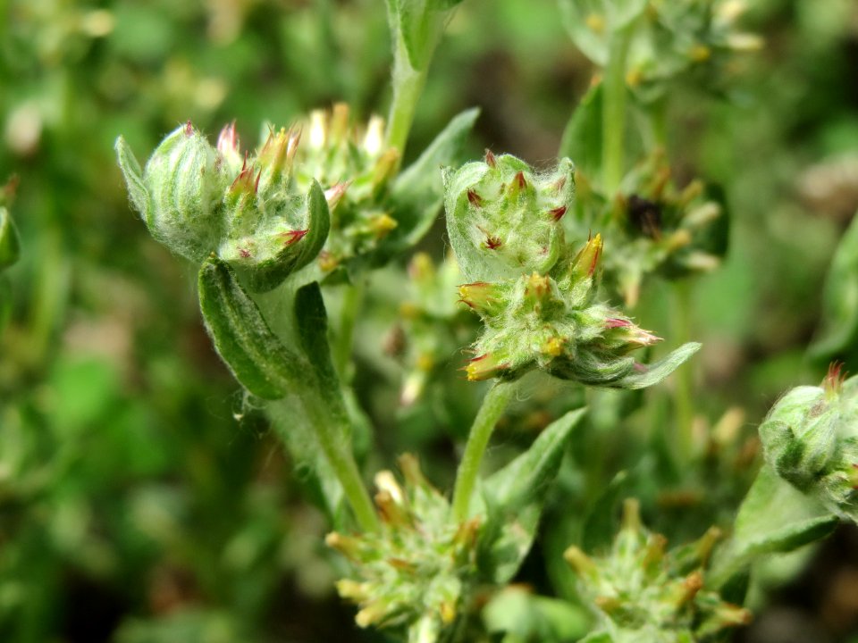 20140728Filago_lutescens1