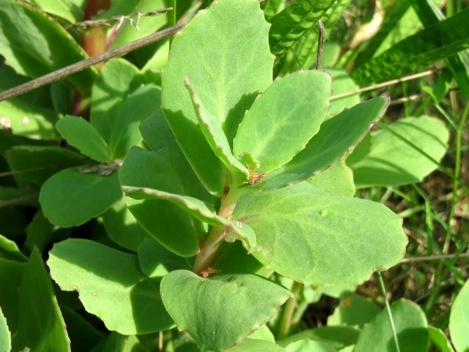 20140811Hylotelephium_telephium12