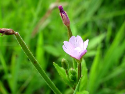 20140727Epilobium_hirsutum1