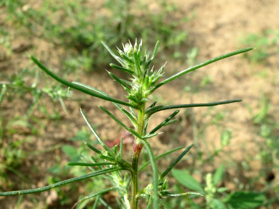20140810Salsola_tragus4