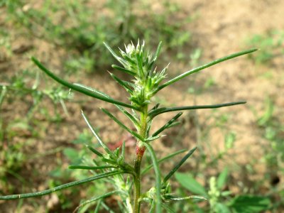 20140810Salsola_tragus4