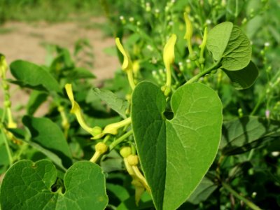 20140810Aristolochia_clematitis4