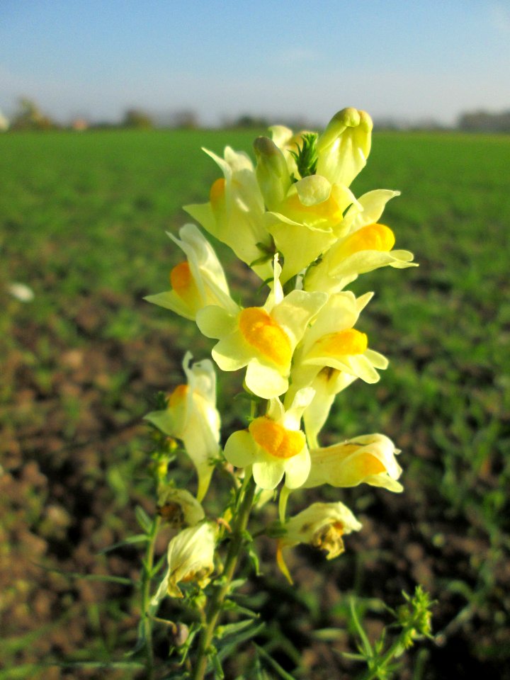 20141101Linaria_vulgaris