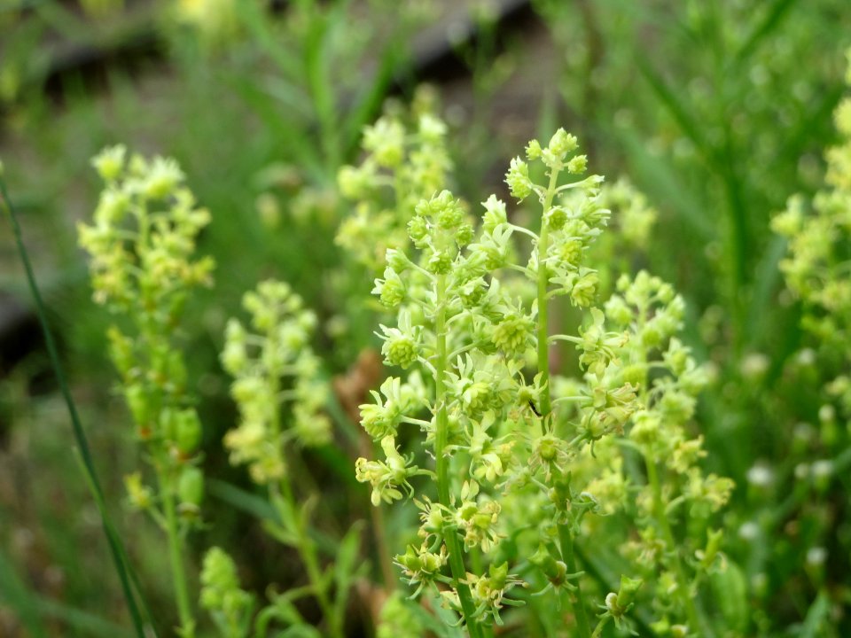 20140810Reseda_lutea3