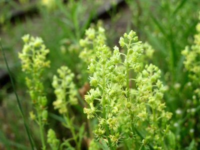 20140810Reseda_lutea3