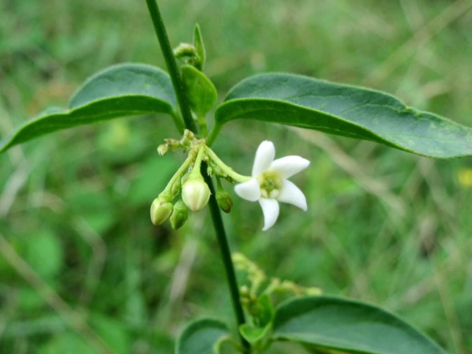 20140810Vincetoxicum_hirundinaria1