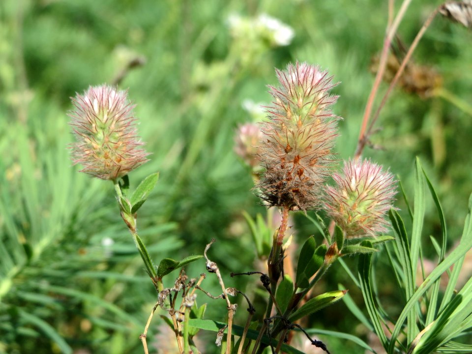 20140811Trifolium_arvense3