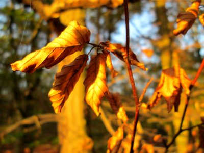 20141101Carpinus_betulus2