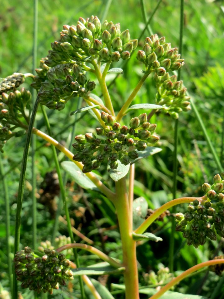 20140811Hylotelephium_telephium07