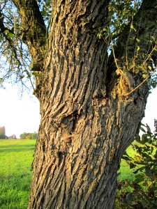 20141101Birne_Hockenheim2