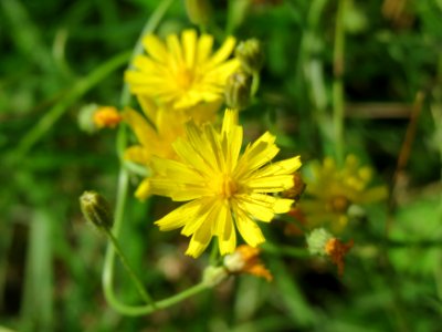 20140822Hypochaeris_radicata1