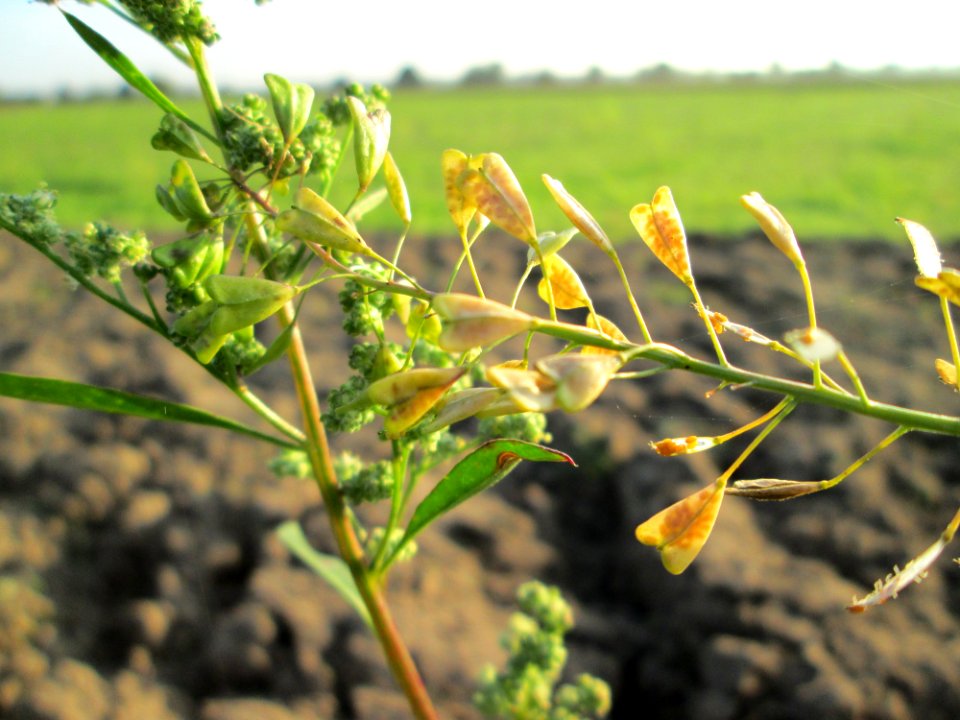 20141101Capsella_bursa-pastoris5