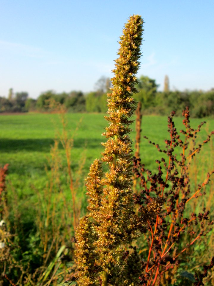 20141101Amaranthus_retroflexus1