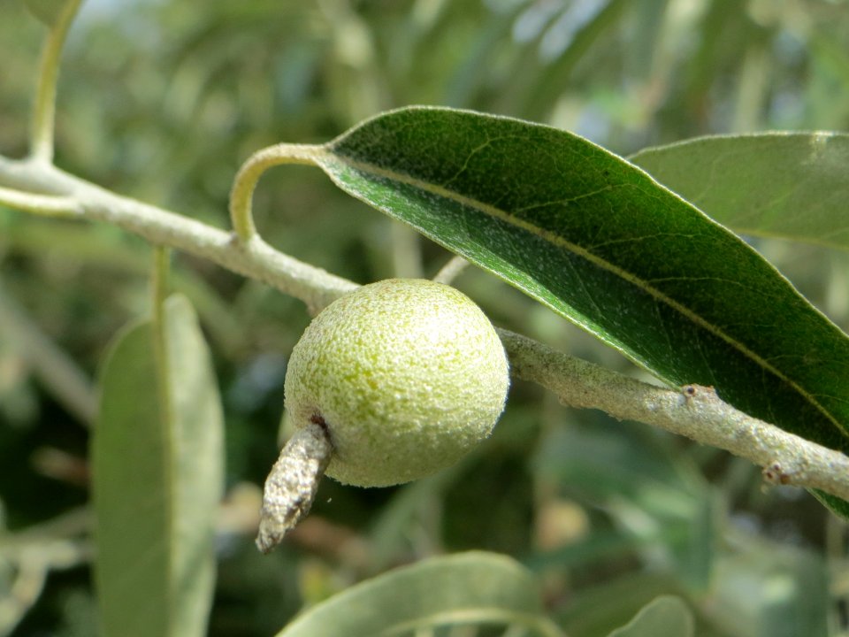 20140822Elaeagnus_angustifolia2