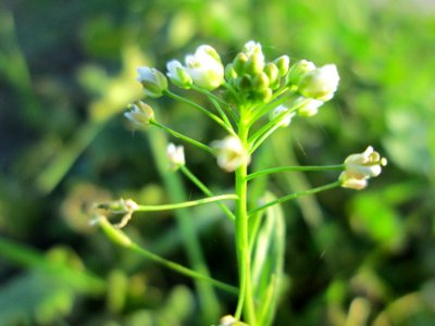 20141101Capsella_bursa-pastoris2
