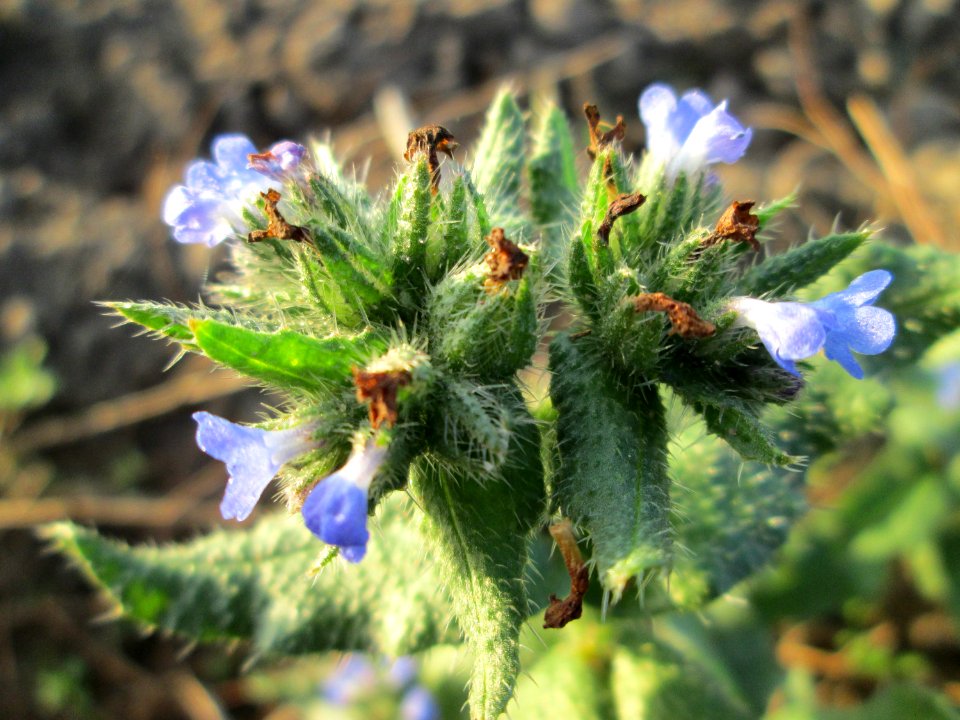 20141101Anchusa_arvensis1