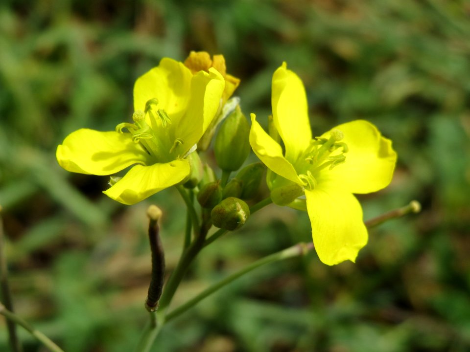20140822Diplotaxis_tenuifolia