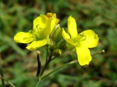 20140822Diplotaxis_tenuifolia