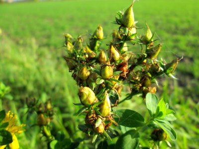 20141101Hypericum_perforatum1