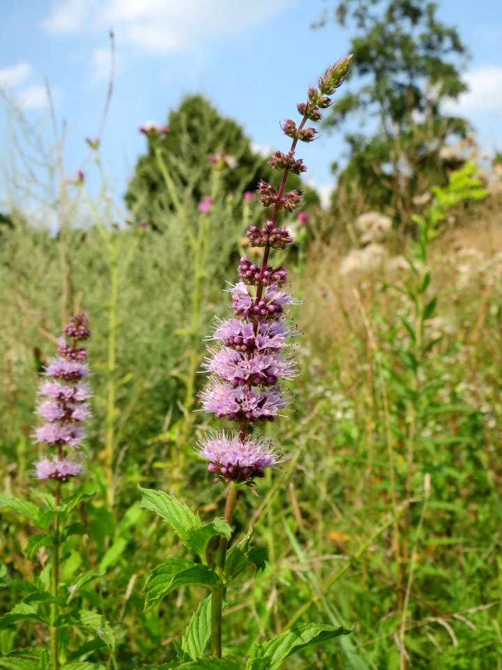 20140727Mentha_spicata5