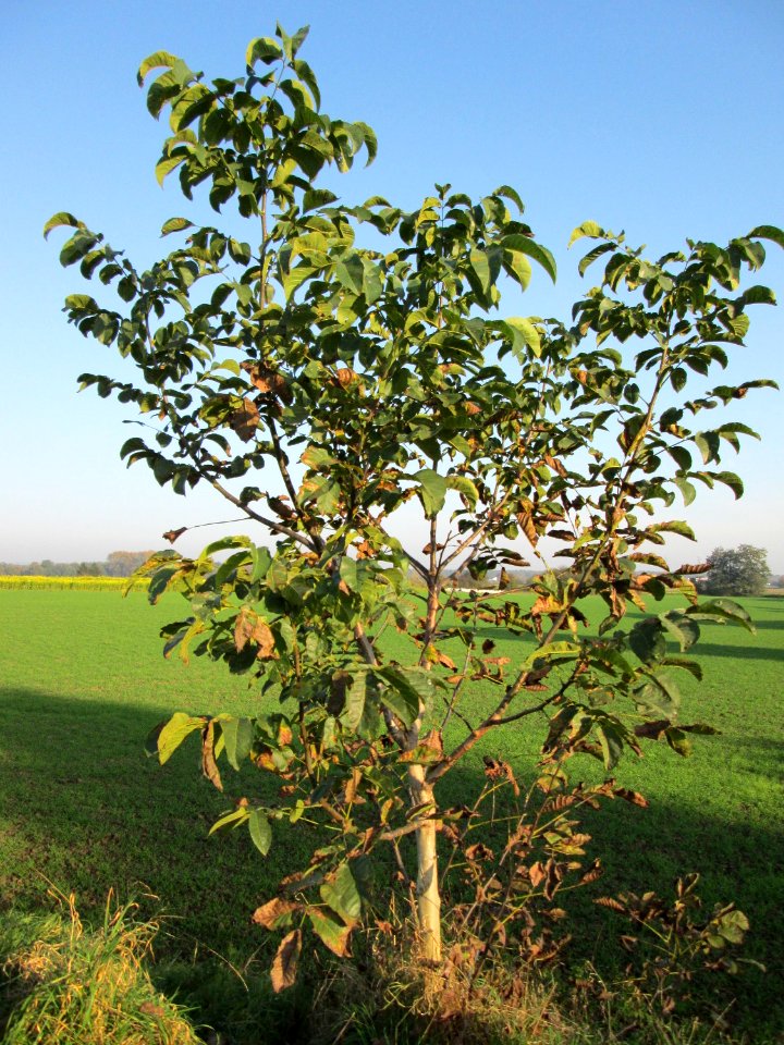 20141101Juglans_regia1
