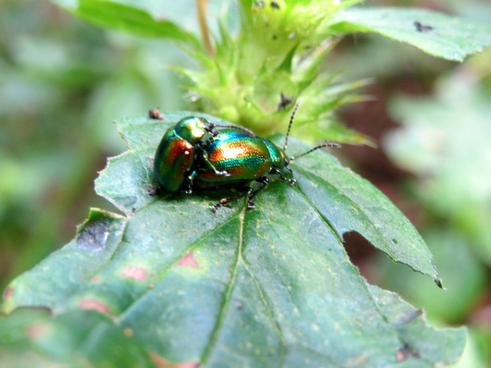 20140822Ballota_nigra7
