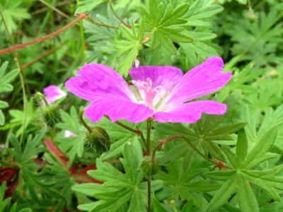 20140803Geranium_sanguineum7