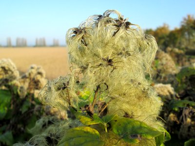 20141101Clematis_vitalba1