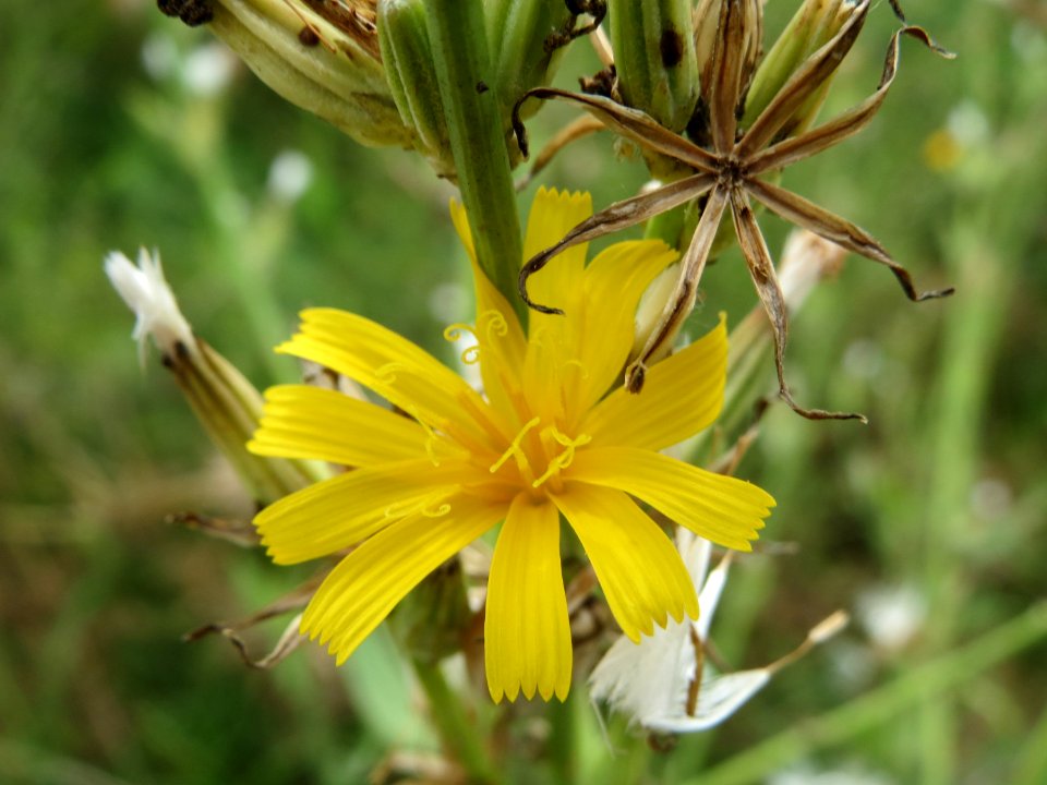 20140803Chondrilla_juncea3