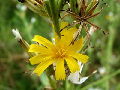 20140803Chondrilla_juncea3