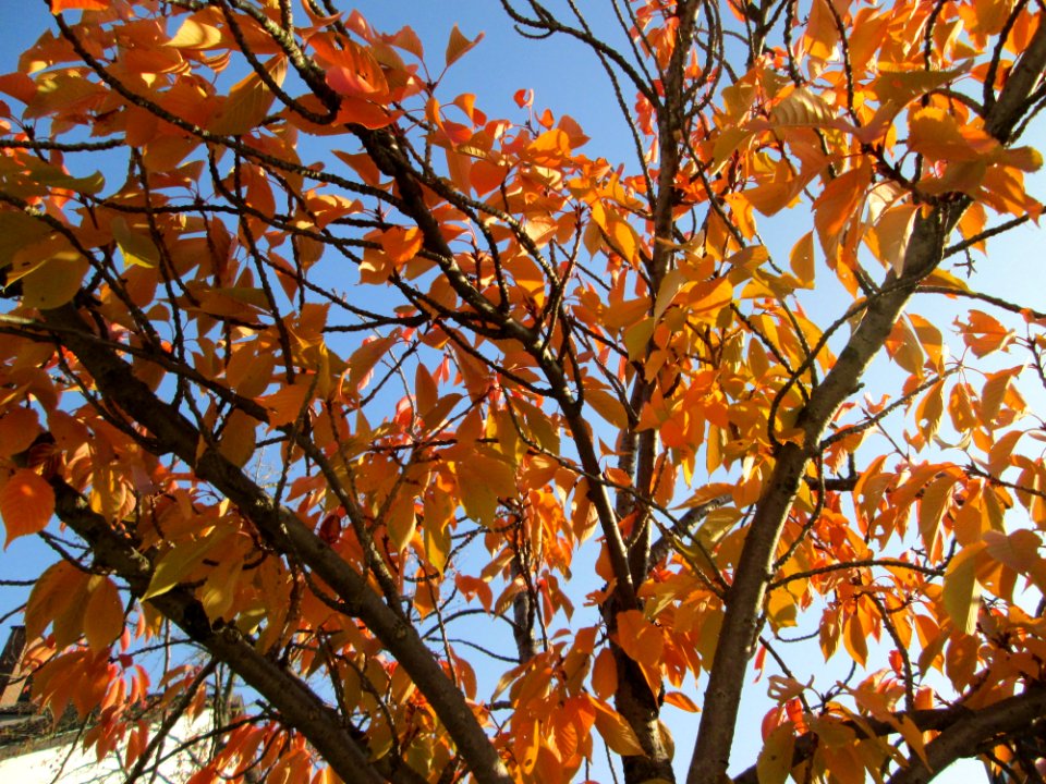 20141101Prunus_serrulata2