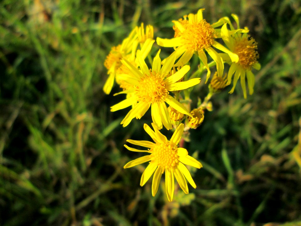 20141101Jacobaea_vulgaris