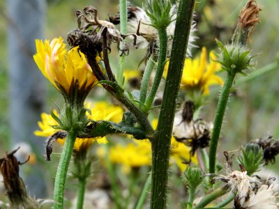 2014081Picris_hieracioides6