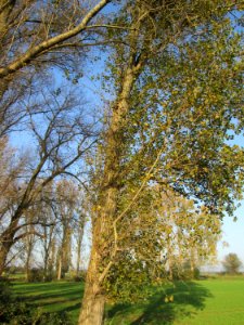 20141101Populus_x_canadensis5