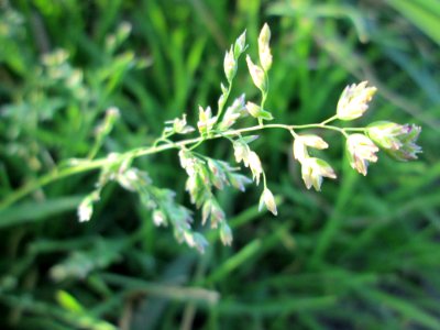 20141101Poa_annua1