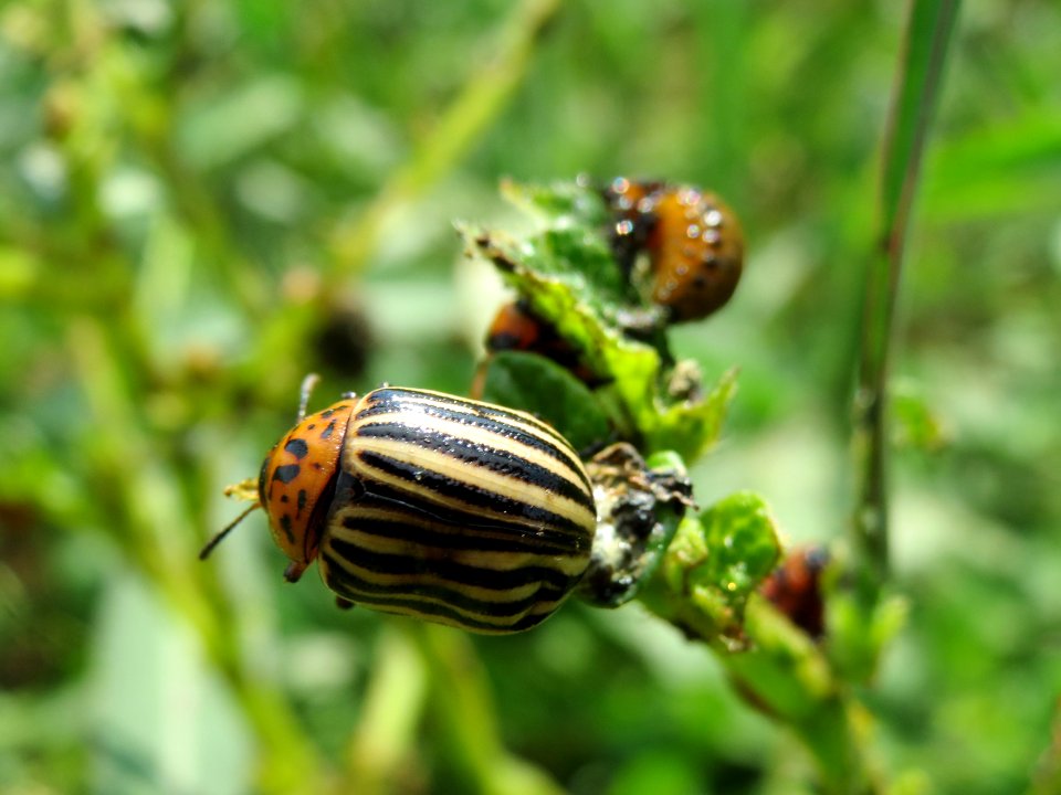 20140802Leptinotarsa_decemlineata1