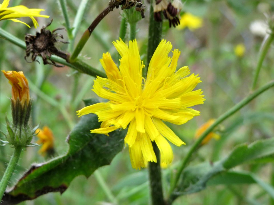 2014081Picris_hieracioides3