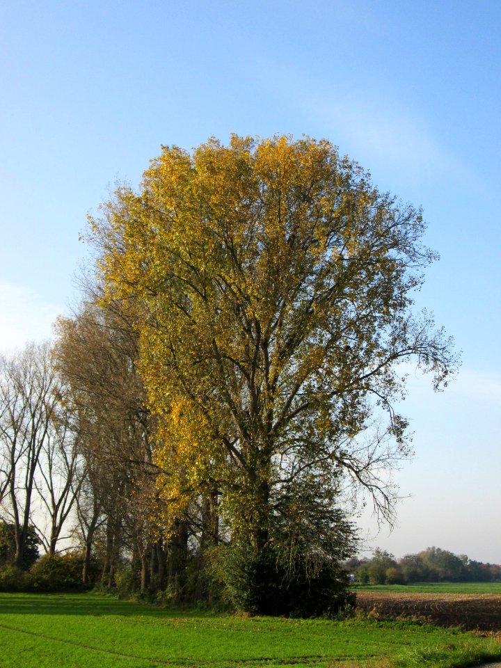 20141101Populus_x_canadensis6