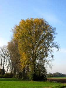 20141101Populus_x_canadensis6