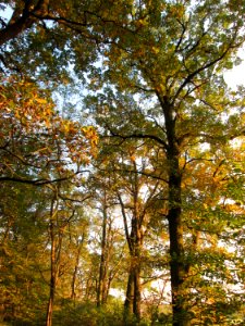 20141101Quercus_robur4