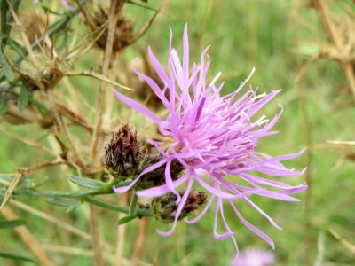 20140803Centaurea_stoebe3
