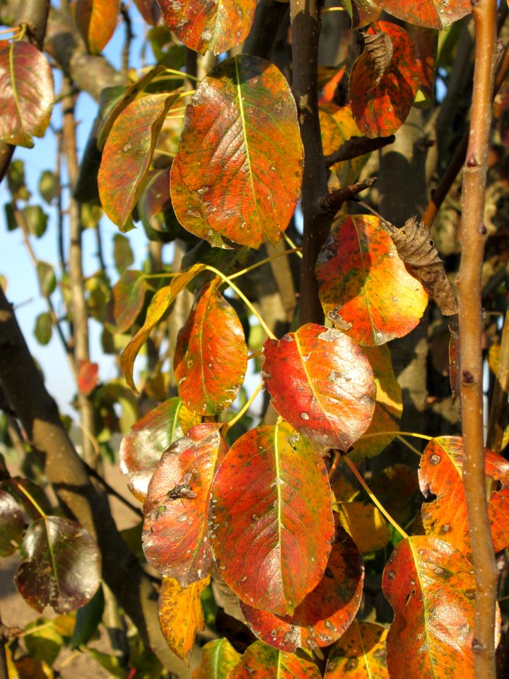 20141101Prunus_cerasifera